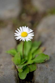 Daisies