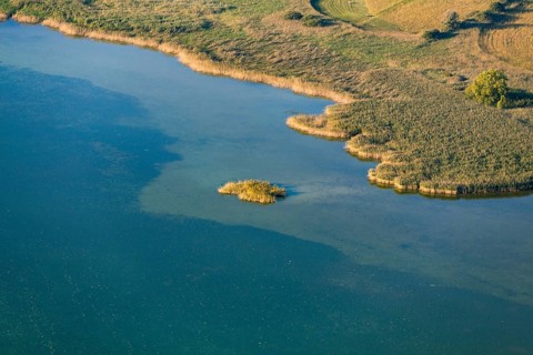 Reed bank
