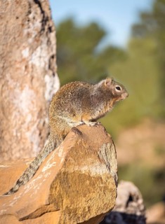 Rock squirrel