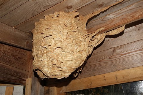 Hornet's nest