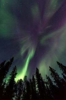 Northern Lights or Aurora Borealis above trees