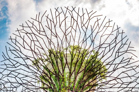 Supertree