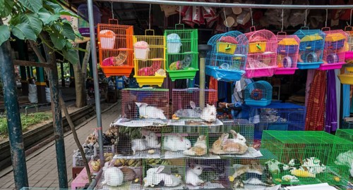 Rabbits sitting in cramped cages