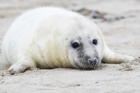 Gray seal