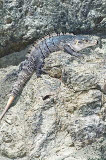 Black spiny tailed Iguana