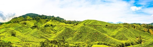 Tea plantations
