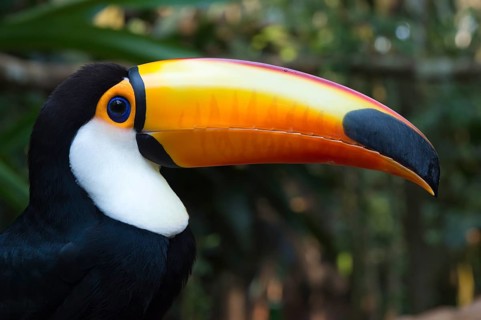 Toco Toucan