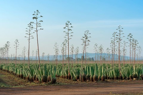 Sisal agave