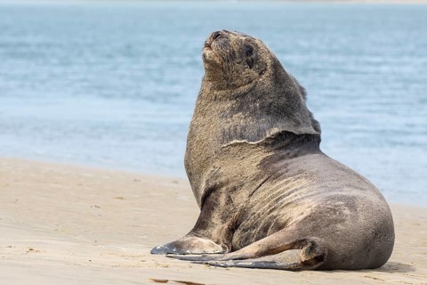 New Zealand sea lion