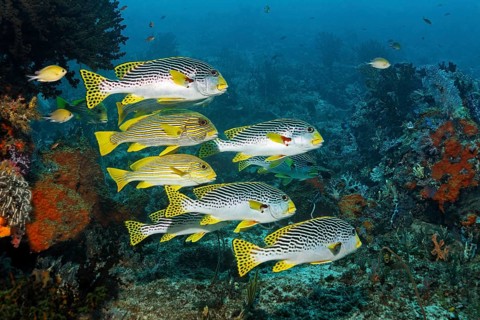 Mixed school of fish