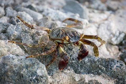 Shore crab