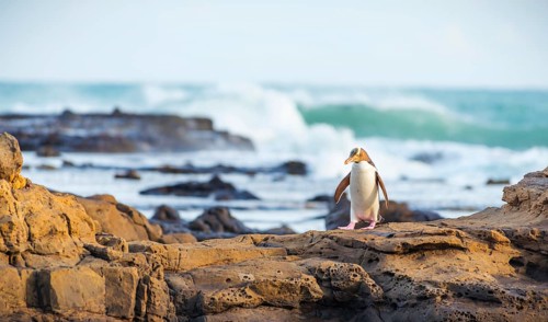 Yellow-eyed penguin