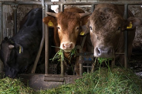 Young cattle