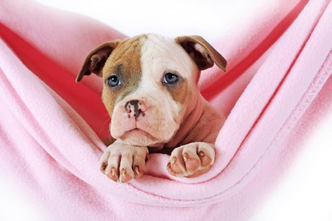 American Staffordshire Terrier