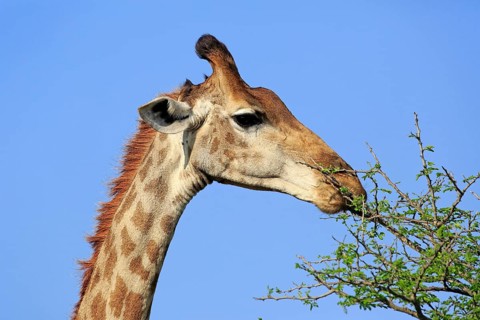 Cape Giraffe