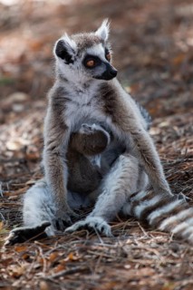 Ring-tailed lemur