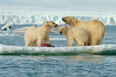 Polar bears