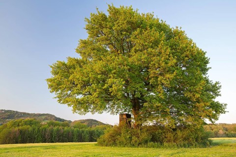 Old oak tree
