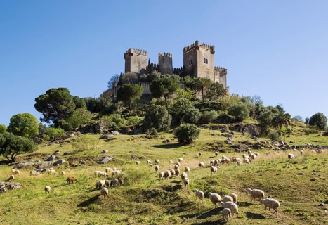 Castle of Almodovar del Rio with a flock of sheep