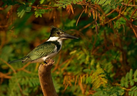 Amazon Kingfisher