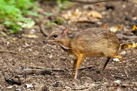 Java mouse-deer