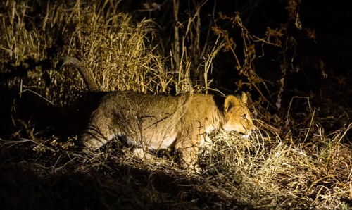 Lion