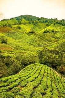 Tea plantations
