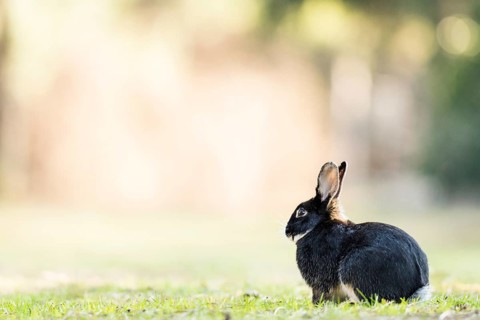 Wild rabbits