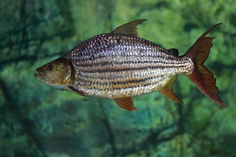 Goliath tigerfish