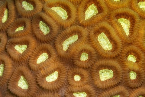 Favia stony coral