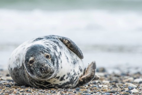 Grey seal