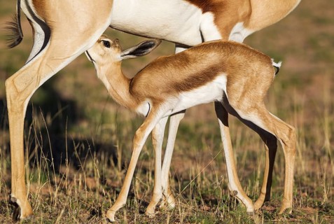 Springboks