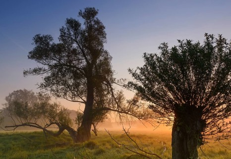 Willows