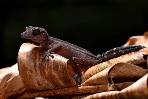 Great Headgecko