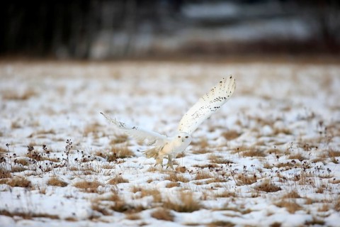 Snowy Owl