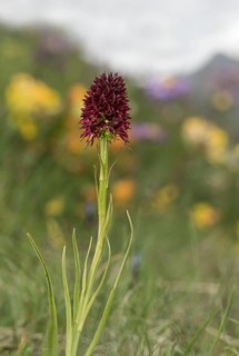 Earth orchid Black vanilla orchid