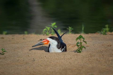 Black Skimmer