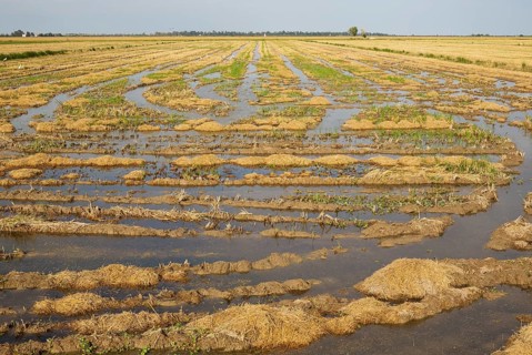Desolated rice field