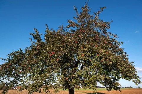 Apple tree