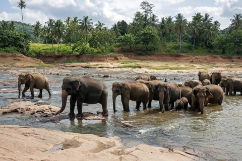 Asian or Asiatic elephants