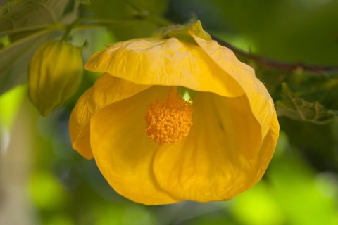 Yellow Indian mallow or velvetleaf