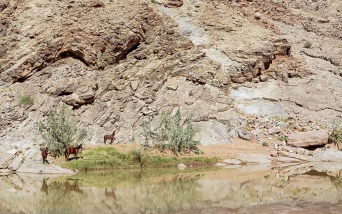 Wild horses