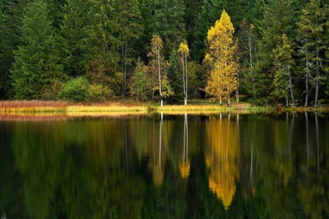 Trees reflected in lake