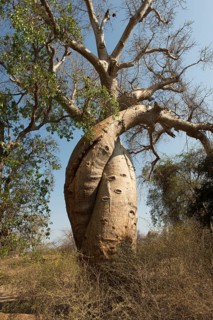Two intertwined fony baobab