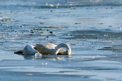 Dead juvenile Whooper Swan