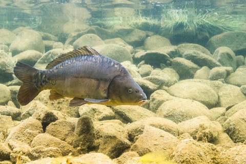 Mirror carp