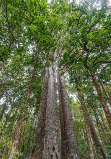 Four Kauri trees