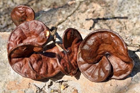 Seeds from the Guanacaste tree