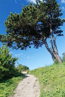 Sand road to the lighthouse Dornbush