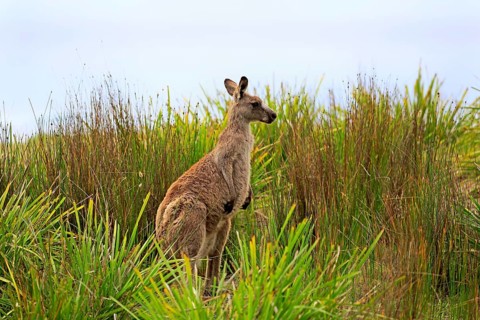Eastern Gray Kangaroo